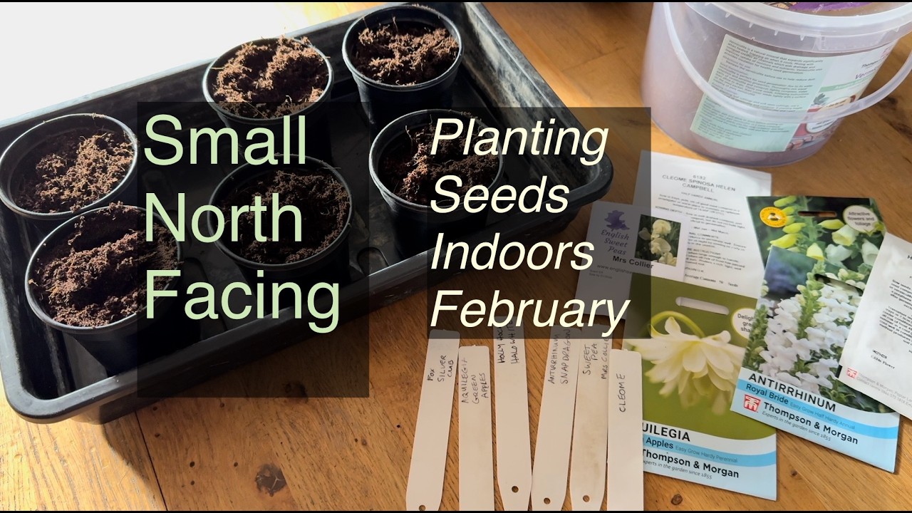 Small North Facing Garden, planting seeds indoors, February 2026