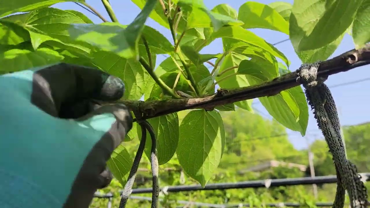 왕다래 3년차 이후 예비지(도장지) 만들기#다래#왕다래#kiwiberry#minikiwi#actinidia