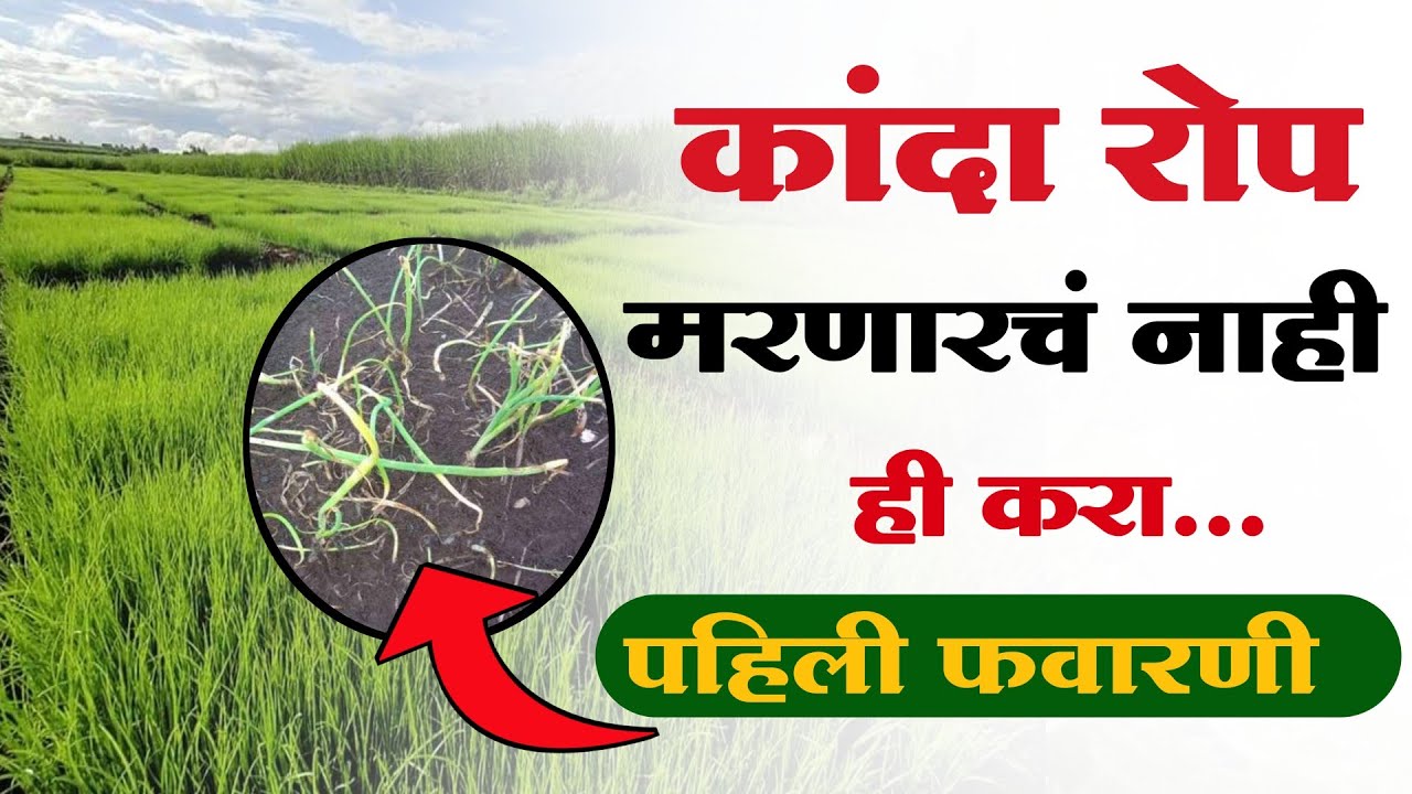 कांदा रोपाची मर थांबवण्यासाठी फवारणी | kanda rop pahili favarni | कांदा रोपवाटिका नियोजन 