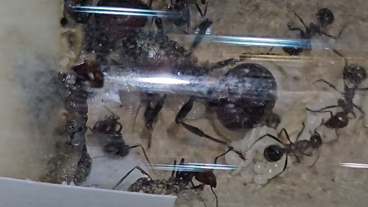 Messor cephalotes - Haltungsbericht und Erfahrungen