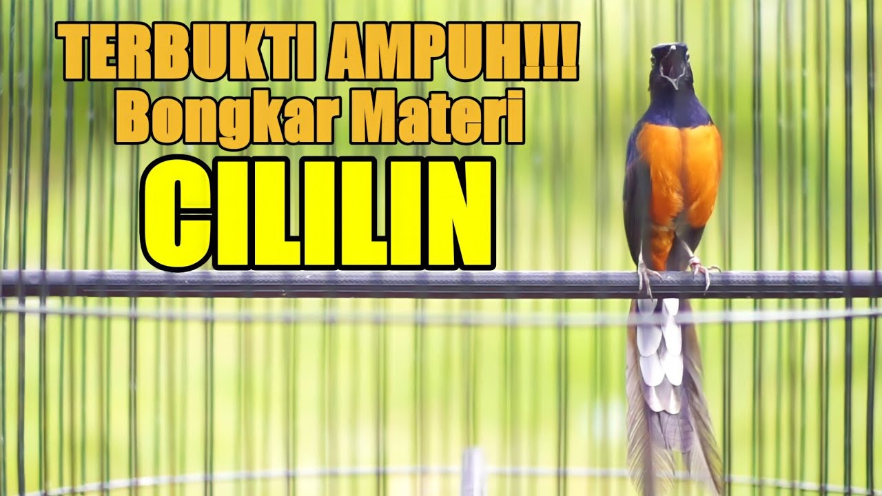 TERBUKTI AMPUH TEMBAKAN MURAI BATU ISIAN CILILIN BIKIN LANGSUNG NYAUT TAMBAH GACOR