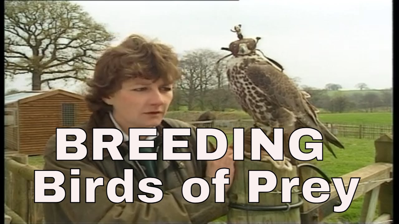 Jemima Parry Jones - BREEDING BIRDS OF PREY