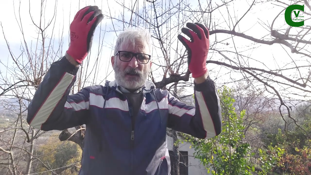 Potare il cachi / Diospyros kaki - Potatura di riforma, di ringiovanimento del kaki