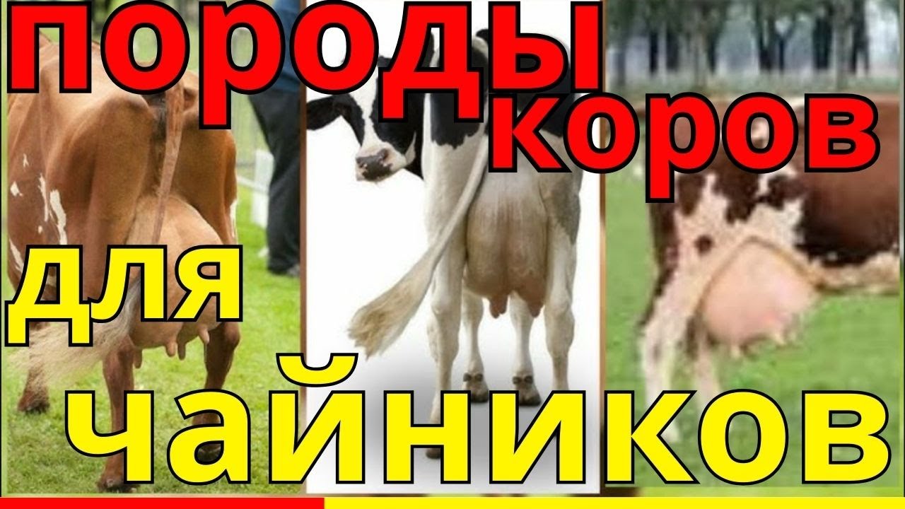 Топ 3 породы коров для начинающих фермеров!