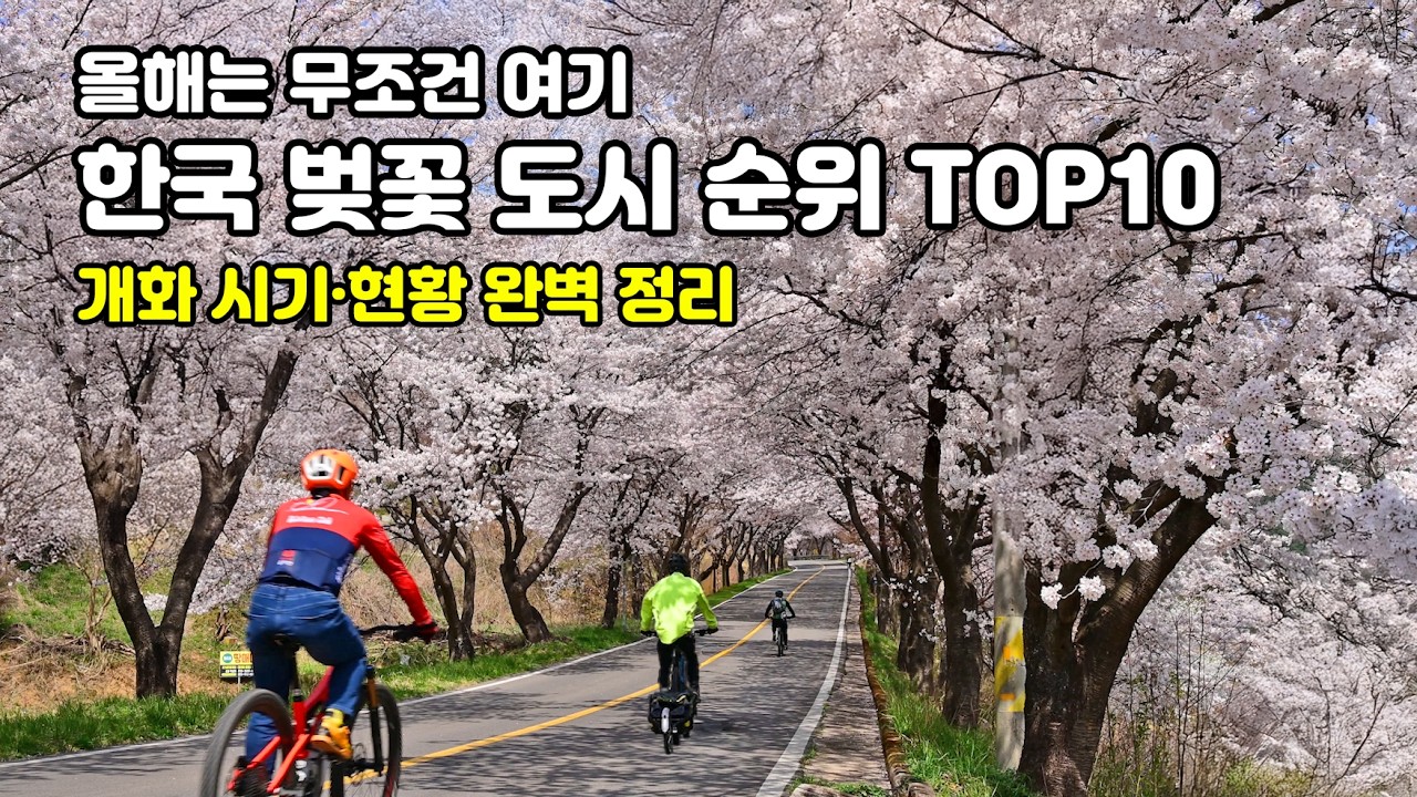한국 벚꽃 명소 Best Top 10 (지금 안 보면 끝입니다🌸진짜 예쁜 곳만 Pick)