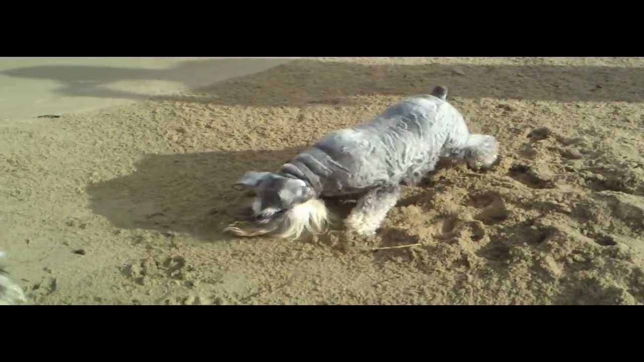 miniature schnauzers hunting crabs