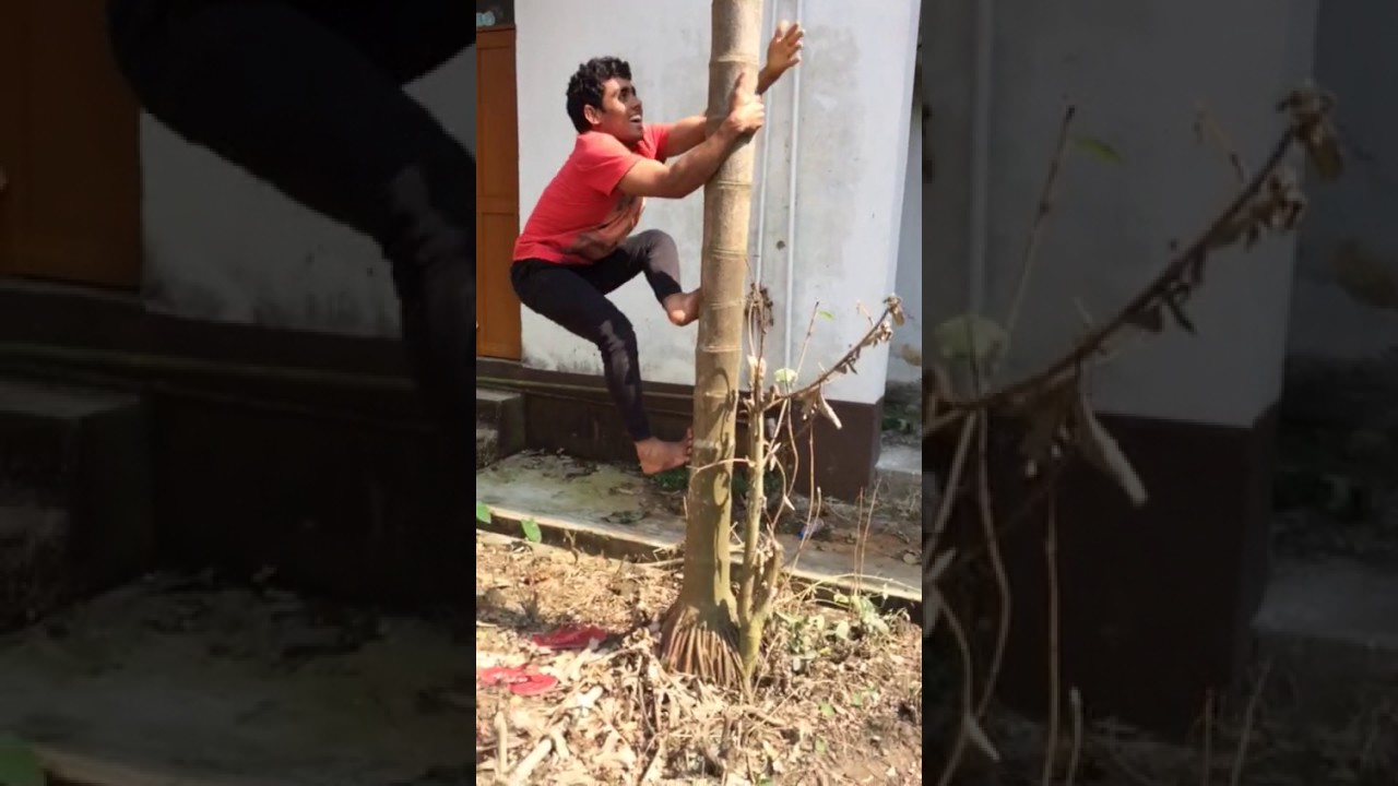 Climb on Betel palm Tree (Supaaree Tree)