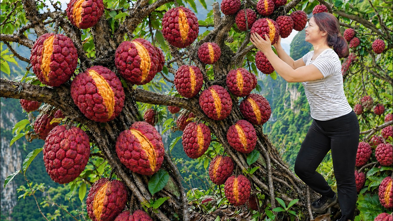 Harvesting Rare Red Custard Apples | Wild Fruit Sells for a High Price at Market
