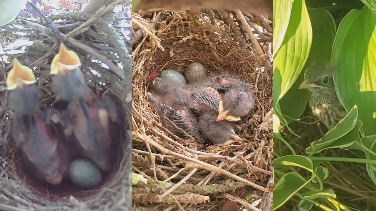 From Eggs to Flight - Northern Mockingbird