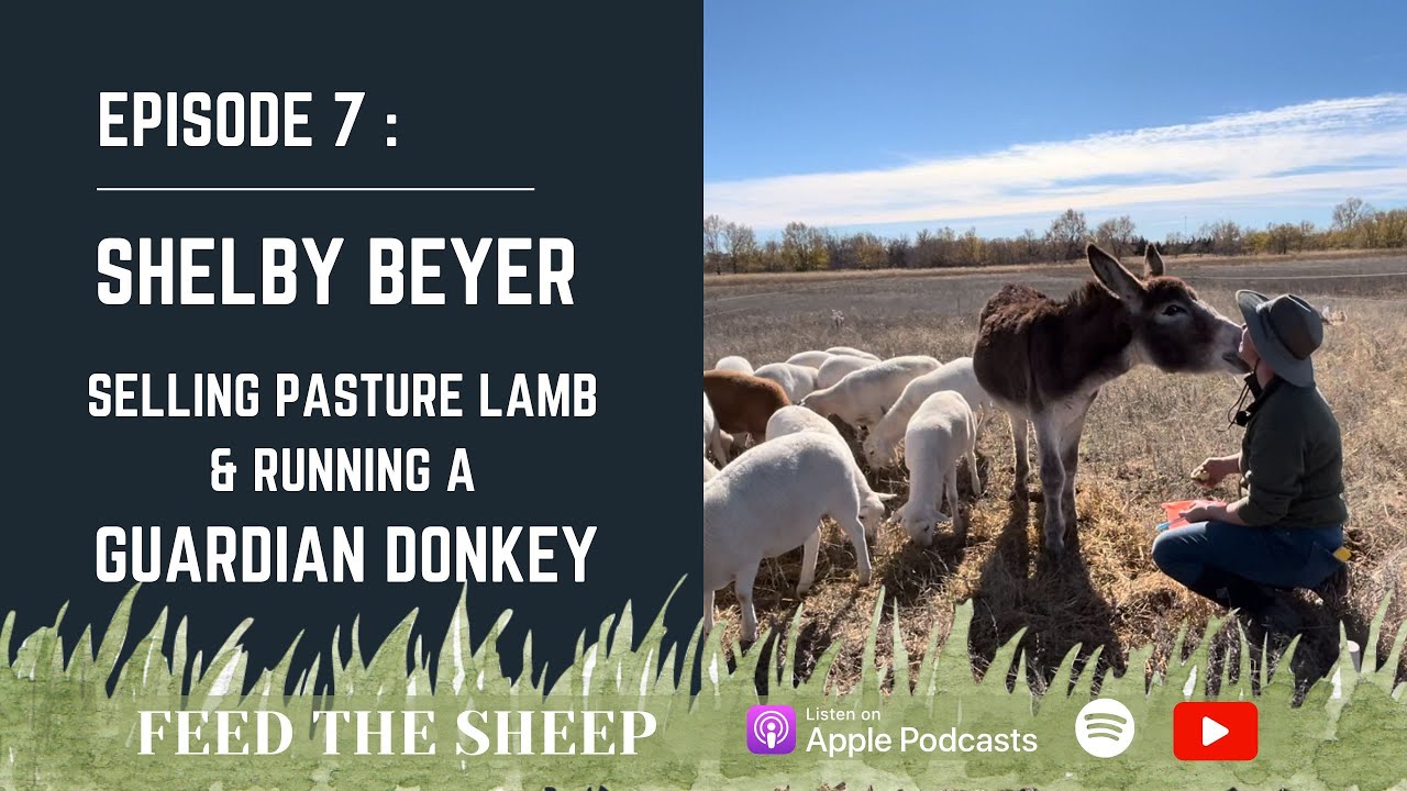Ep. 7 - Shelby Beyer | Direct to Consumer Sales with Pasture Raised Lamb & Running a Guardian Donkey