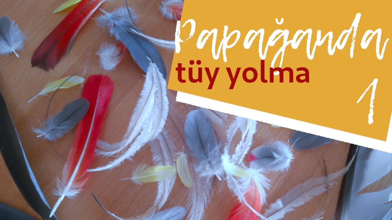 Papağanlarda Tüy Yolma Sorunu 1 | Papağanlar Tüylerini Neden Yolar | Tüy Yolma Sorunu Çözümleri