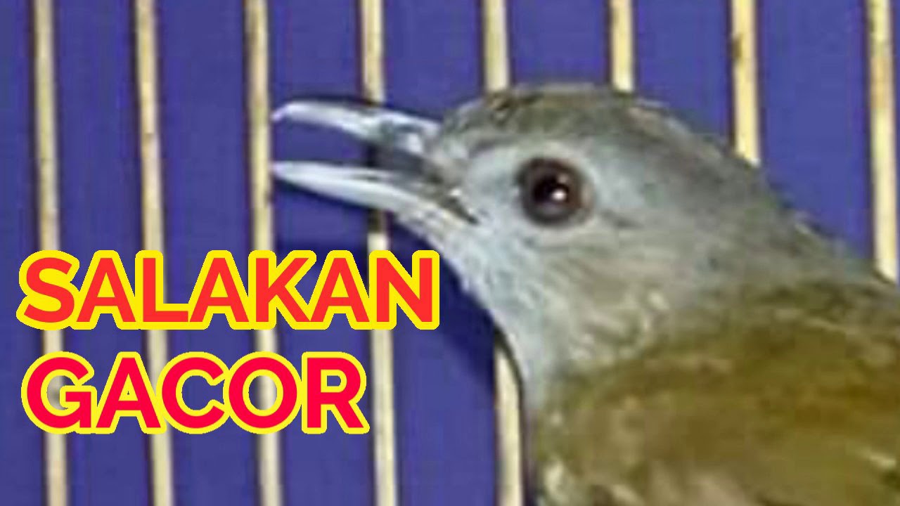 SUARA BURUNG PELANDUK SEMAK NGEBREM NGEROL GACOR
