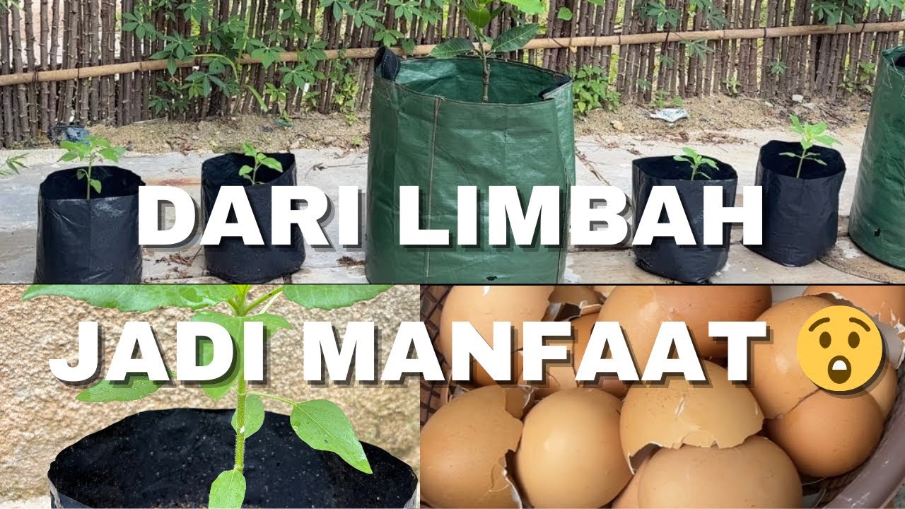 Seharian di Kebun Dari Kulit Telur,Tanaman Sampai Curhat Santai 🌱| Dunia Hijau Hana