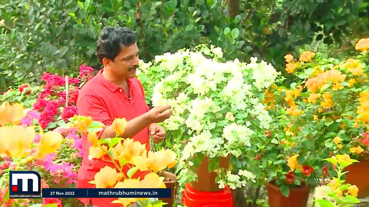 നിറയെ പൂക്കള്‍ വേണോ.. കടലാസ് പൂച്ചെടികളെ ഇങ്ങനെ പരിപാലിക്കാം| Krishibhoomi | Mathrubhumi News