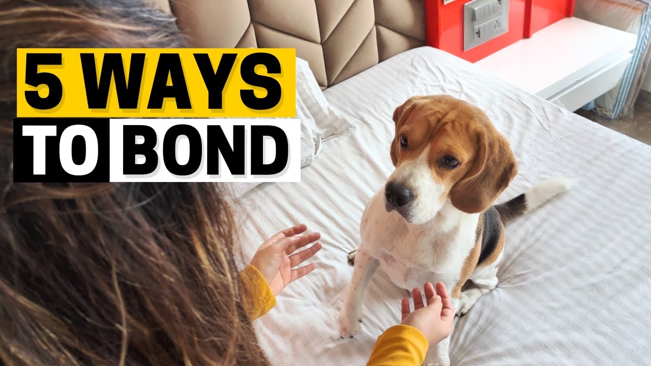 5 Ways to Bond with your Beagle