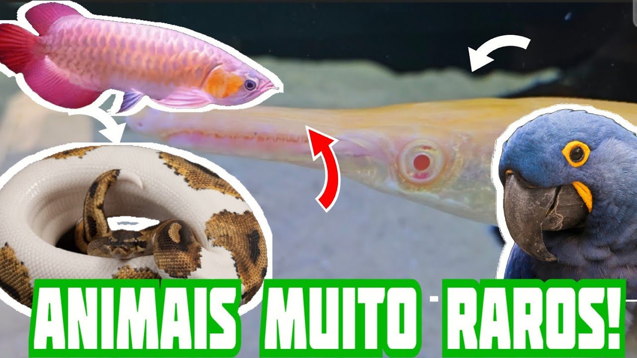 A loja MAIS COMPLETA de São Paulo! Tem diversas espécies de animais! Loja Galpão Animal