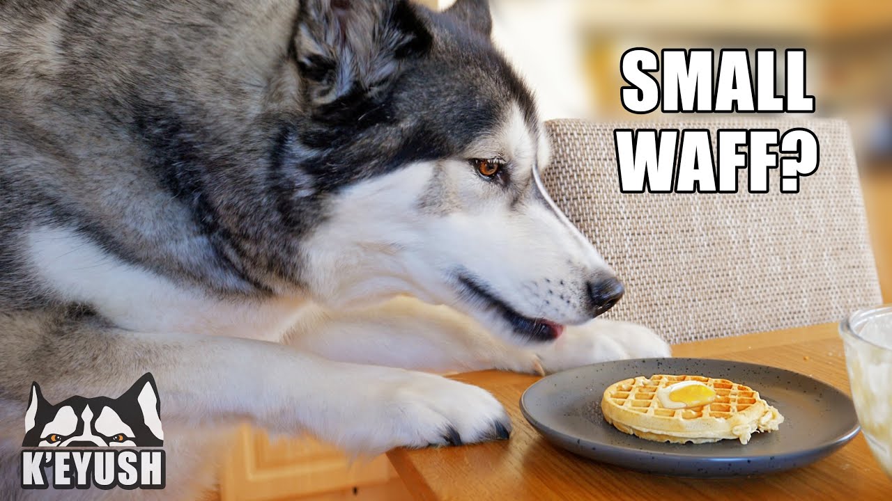 Telling My Husky I SHRUNK The WAFFLES! He’s Not Happy!