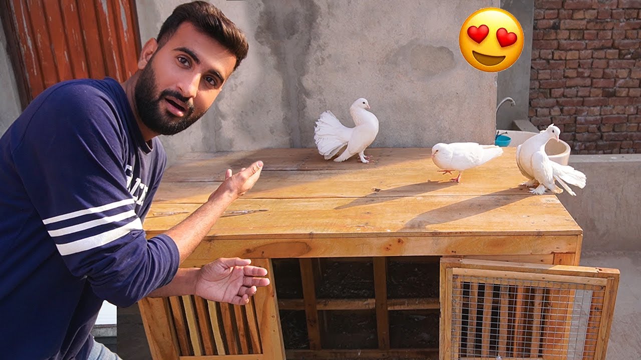 White Kbooter ko Lucky Kbootri Pasand Agai 😍🤭
