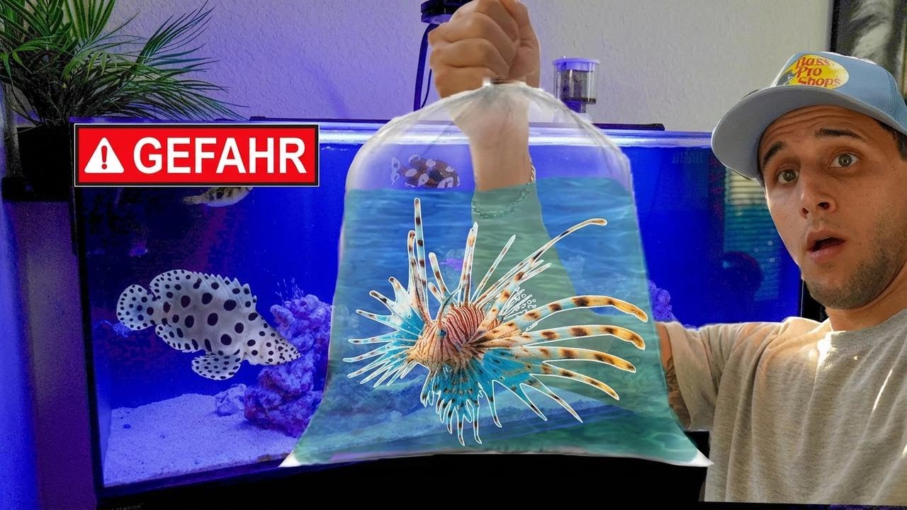 Ich kaufe giftige Rotfeuerfische für mein Aquarium!
