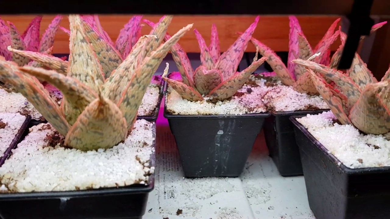 Pink Aloe Vera