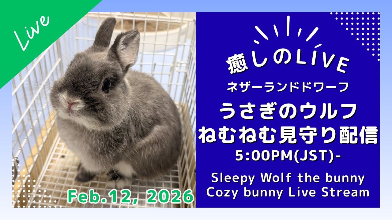 【癒し】うさぎの寝顔　2/12 17時　Cozy Wolf Time 🌙 ねむねむウルフと過ごす夜