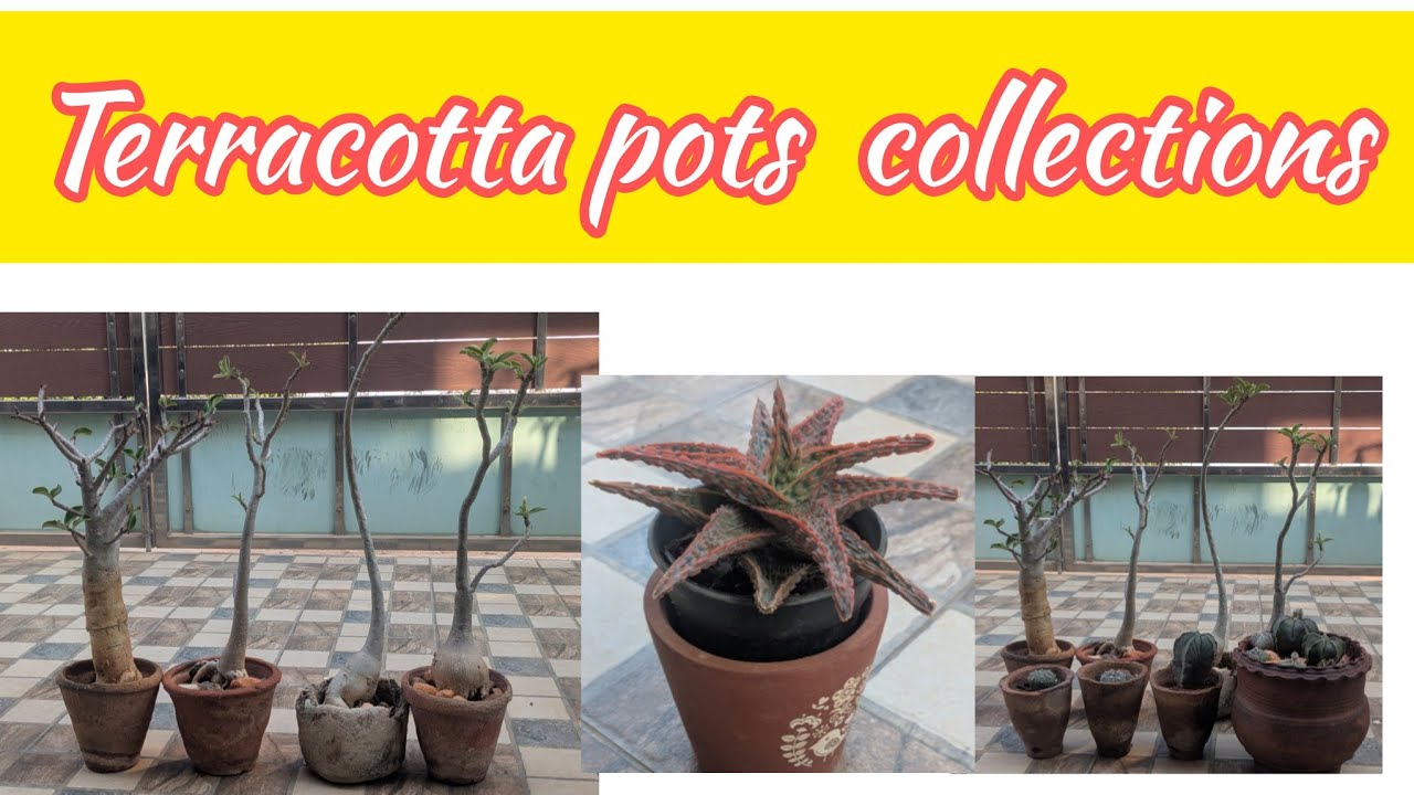 Terracotta pots collections in our garden 😀🏡🪴
