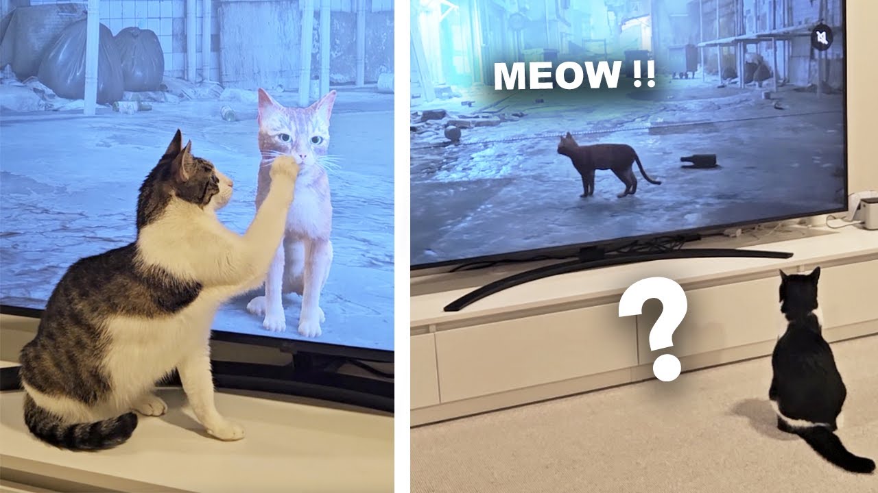 Unexpected Reactions: How Cats Handle the Stray Game?