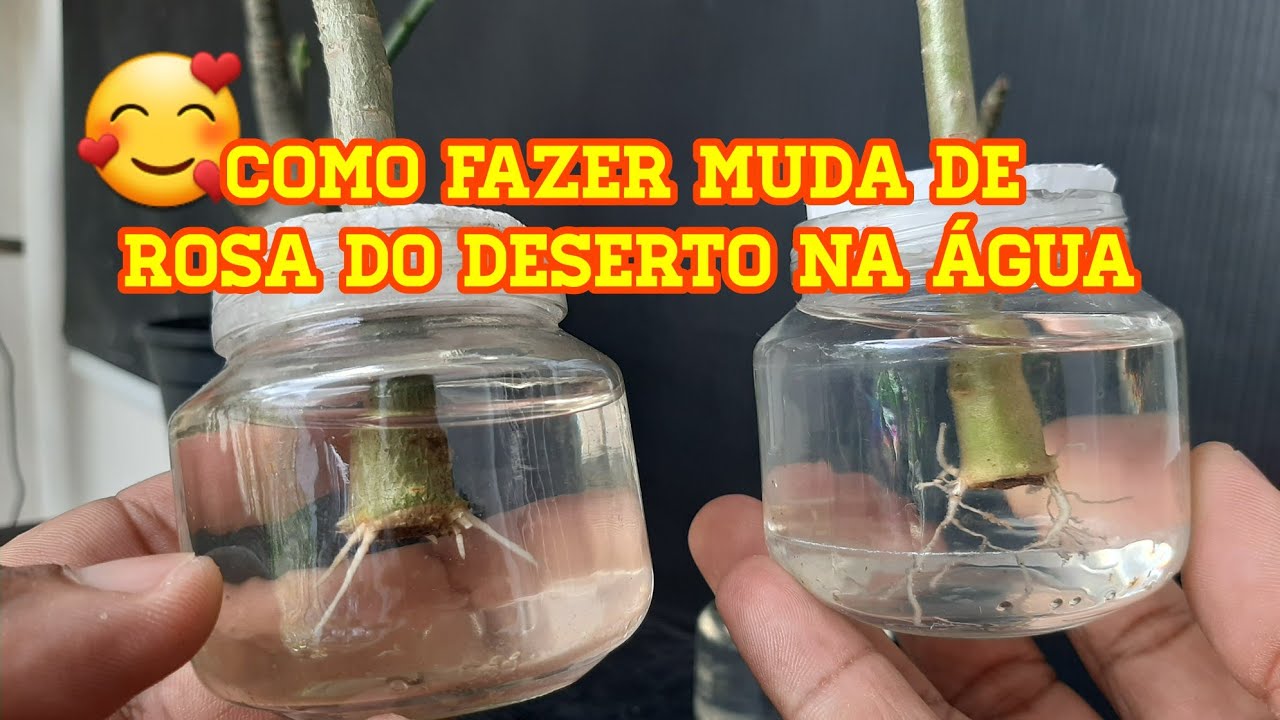 Como enraizar ou fazer muda de rosa do deserto na água