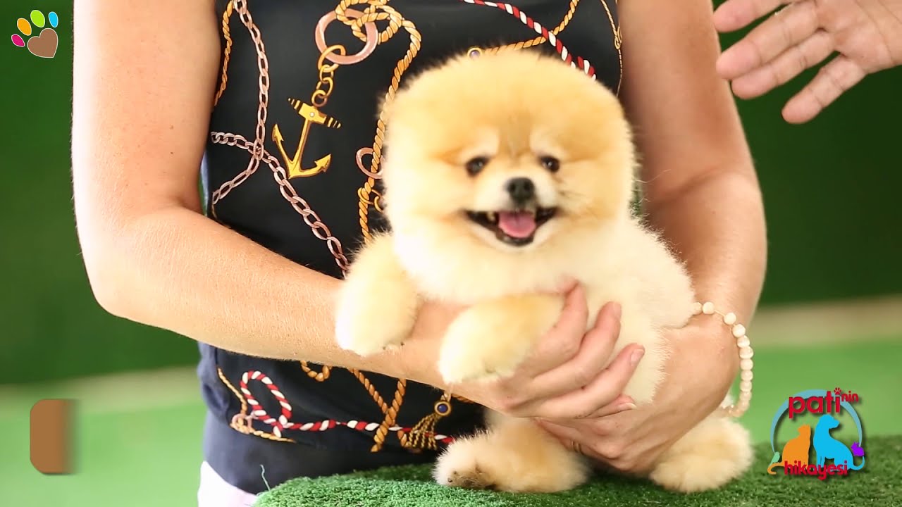 Pomeranian ırkı köpeklerin tüy değiştirememe sorunu
