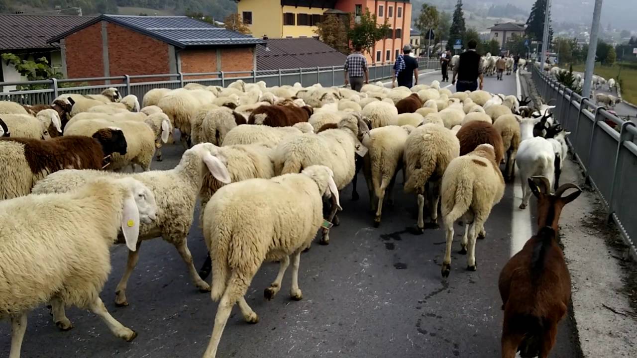 LA TRANSUMANZA DI PECORE E MUCCHE : FIERA DI S.LUCA A DEMONTE. (CN) 9 - 10 - 2016
