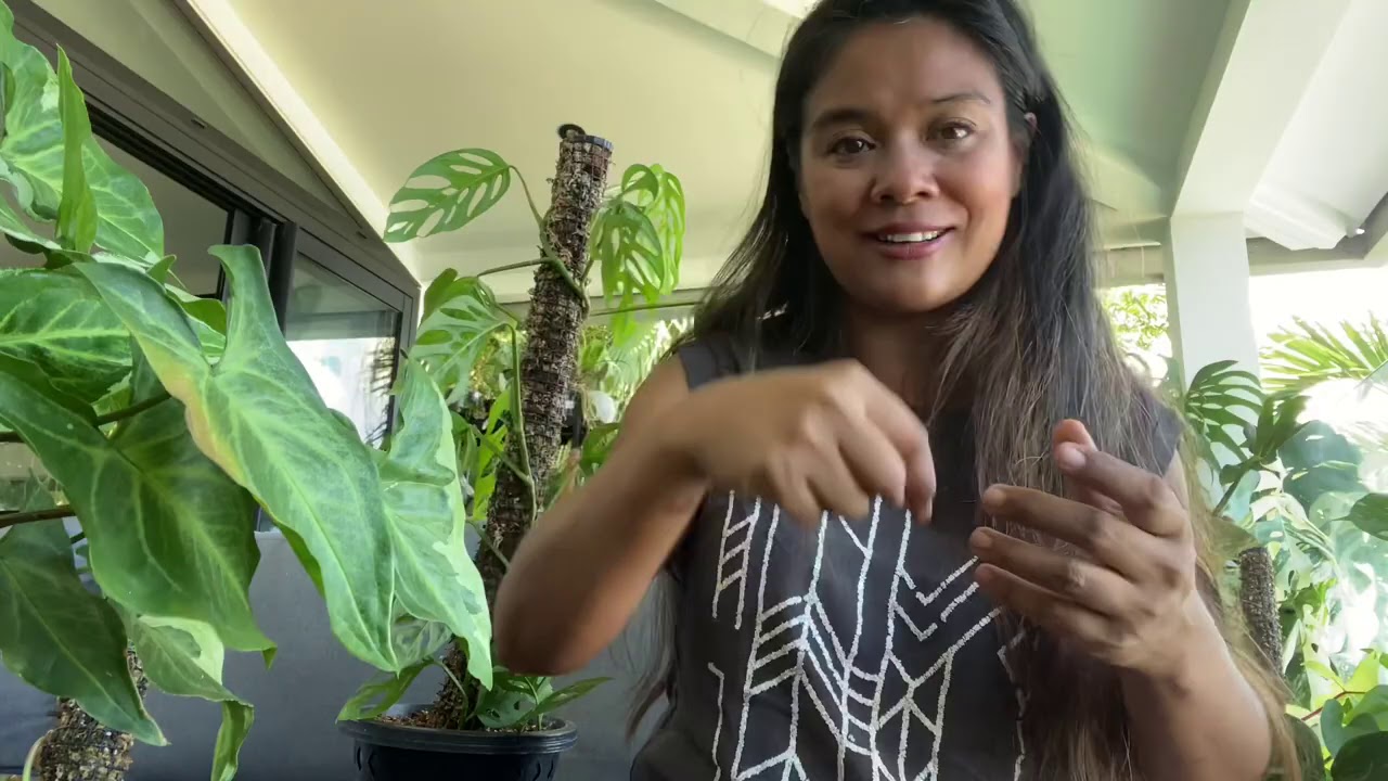 Les plantes et le tuteurs en aracée intermédiaire, fonctionnement et avantages