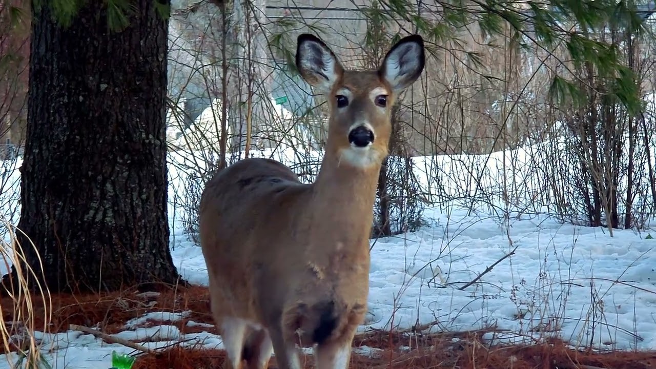Deer in Backyard