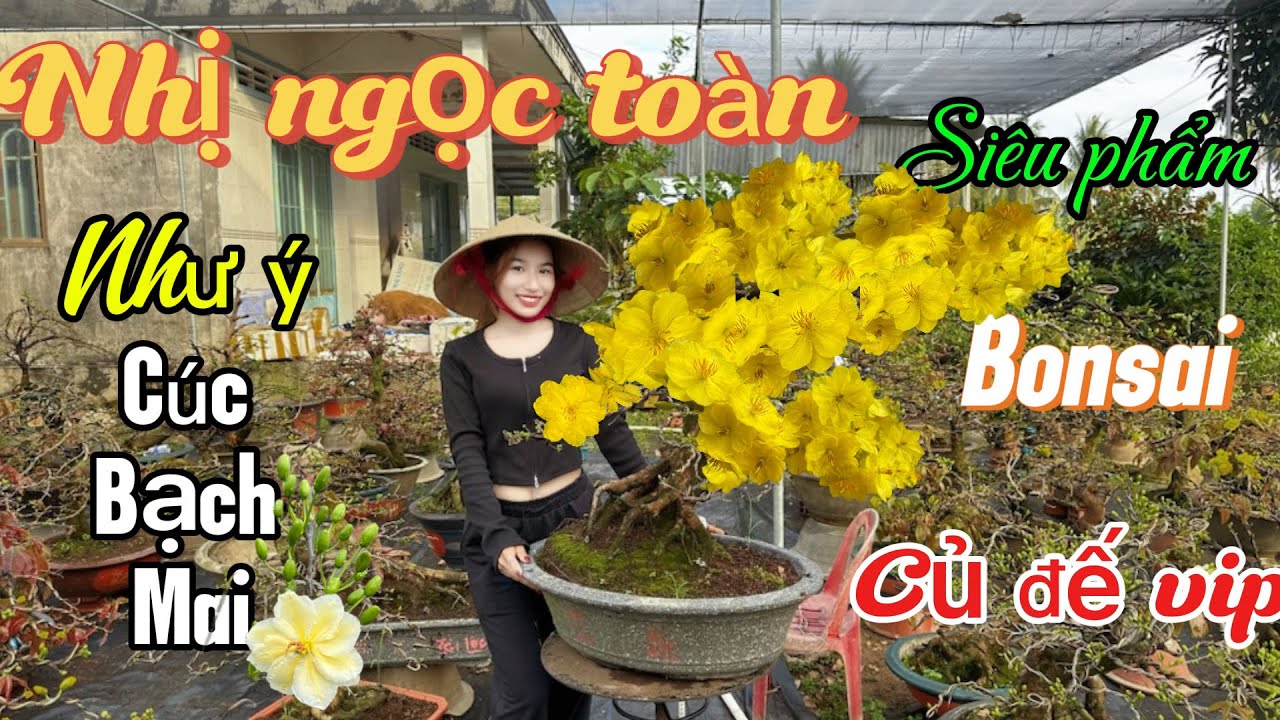Hàng bonsai củ để vip ☎️📞0386.272.201 Én Nhi. Toàn những giống mai mới, siêu phẩm…❤️☺️