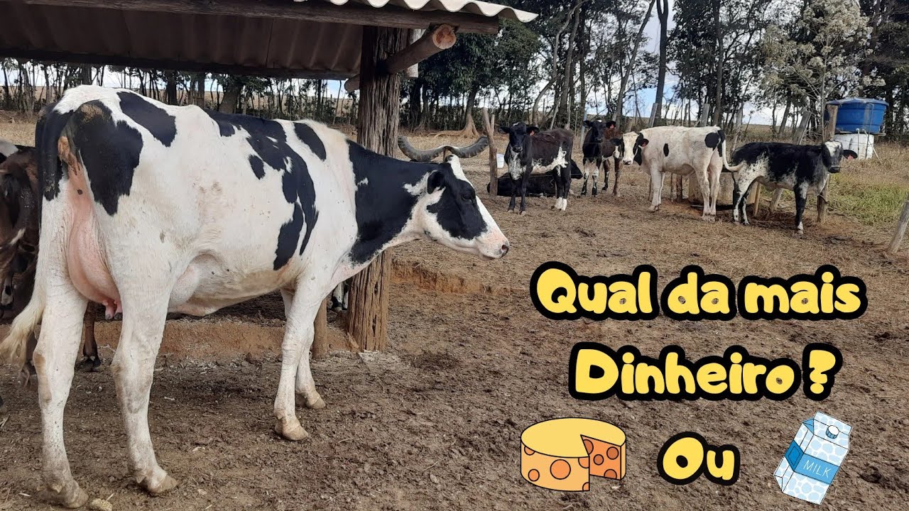 Fazer queijo ou tirar leite . Qual da mais lucro ?
