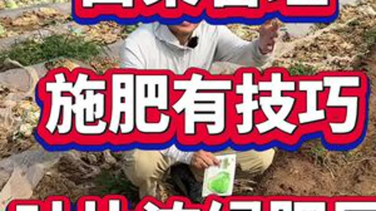 白菜种植，施肥有技巧#白菜种植#白菜高产#白菜施肥#白菜病害防治