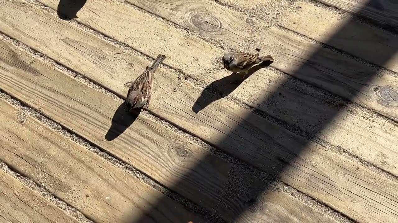 Happy birds/ Sparrows operate together- Spain February 14/ 2026 Beach birds 