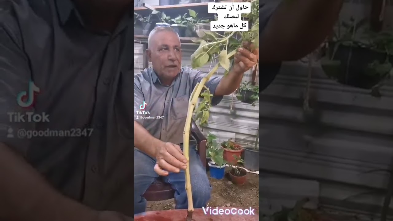 النباتات المنزلية&245 نبات لاله عباس