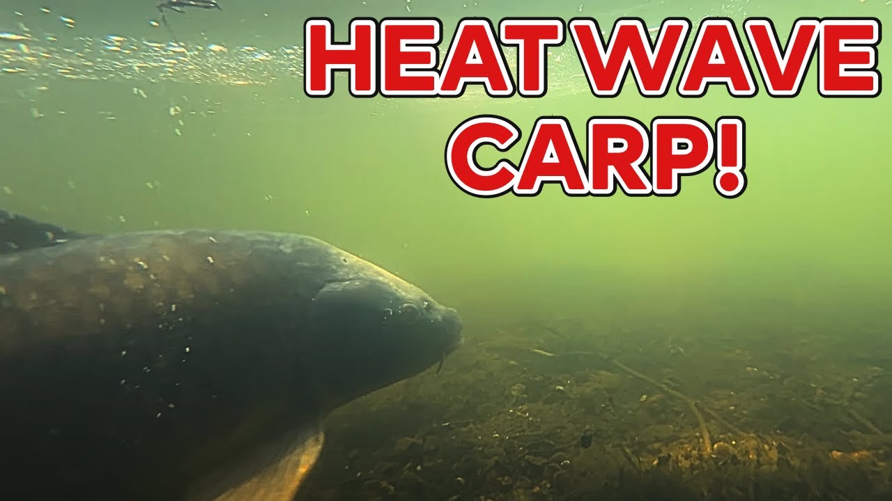 My Go-To Summer Carp Bait!