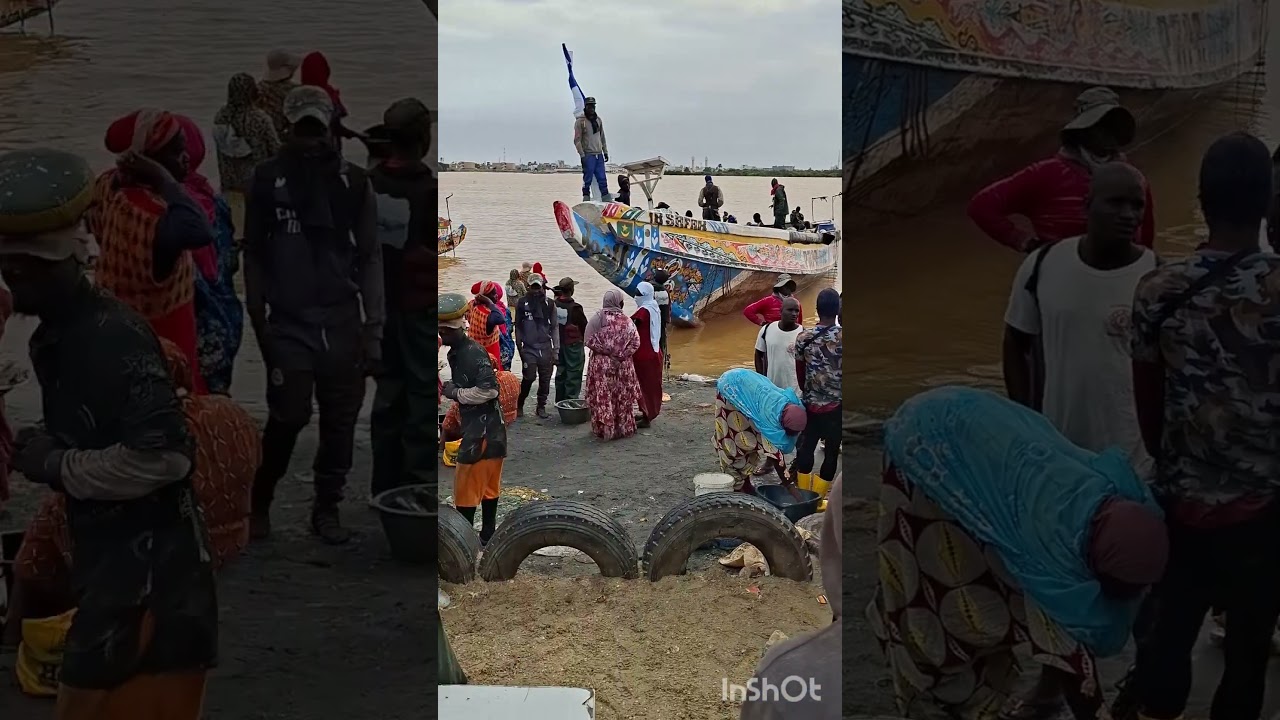 Mercato del pesce Saint Luis, Senegal 