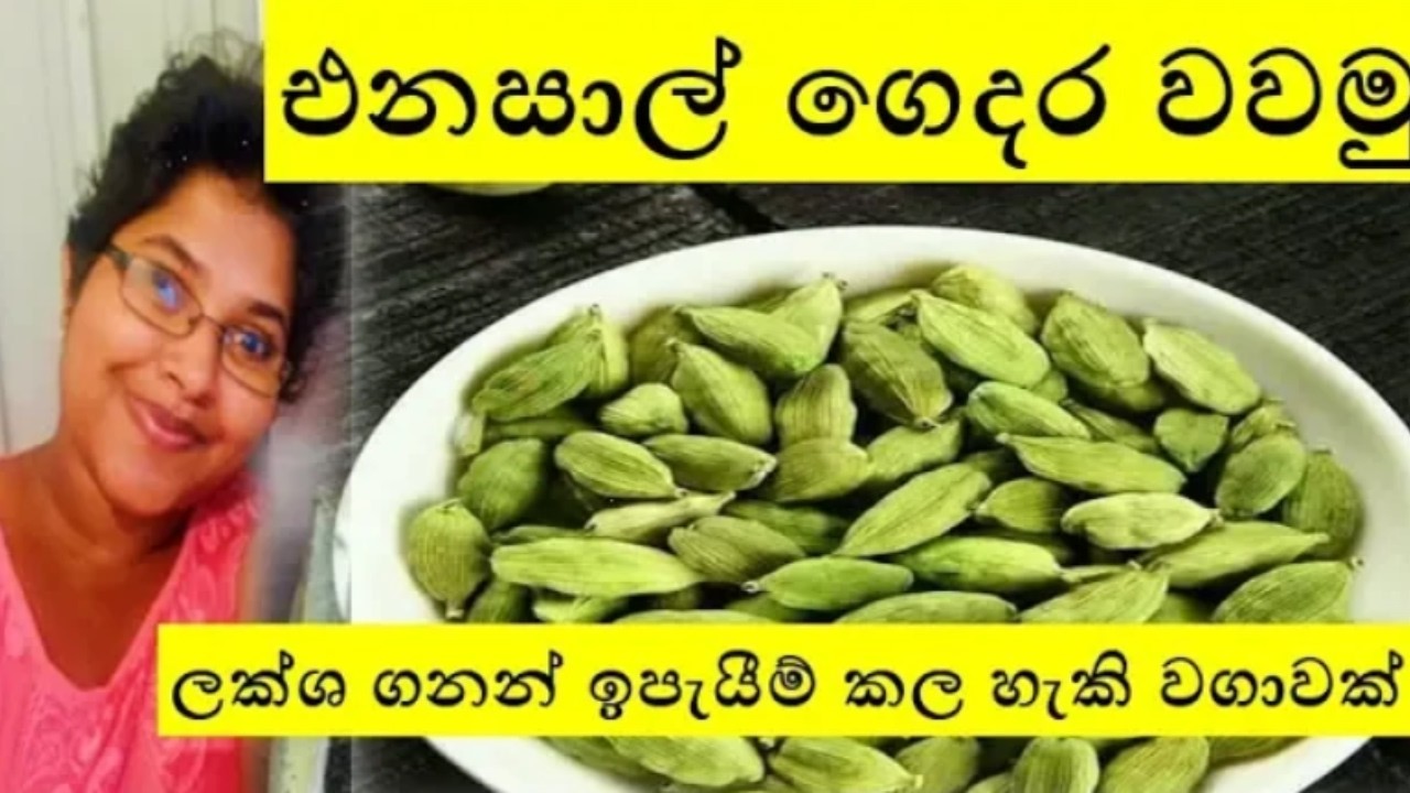 එනසාල් / කරදමුංගු  ගෙදරම වවමු ~ Shra Raji ~ 💛 How to grow Cardamom