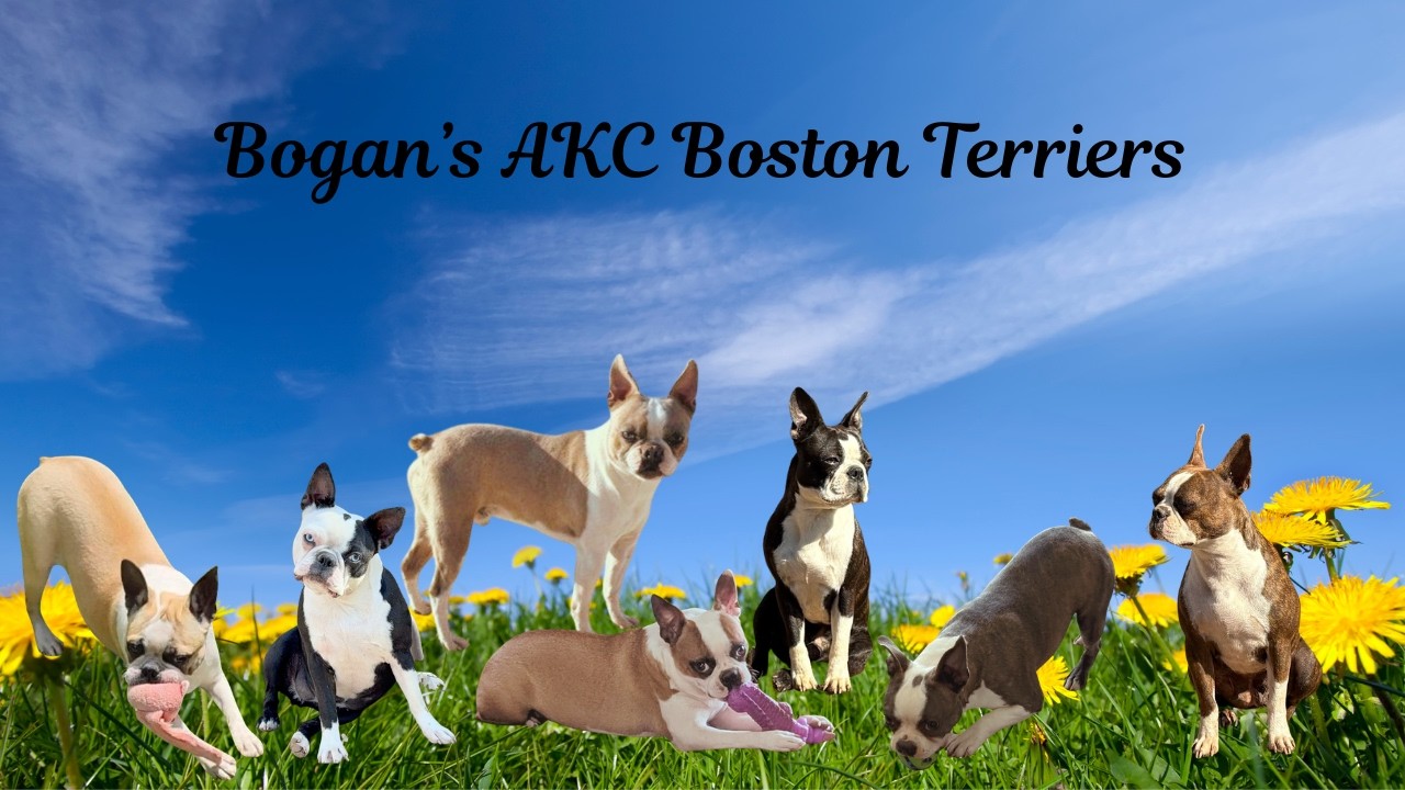 X-Ray Day For Reba: Anticipating Boston Terrier Puppies from Our Three Moms!