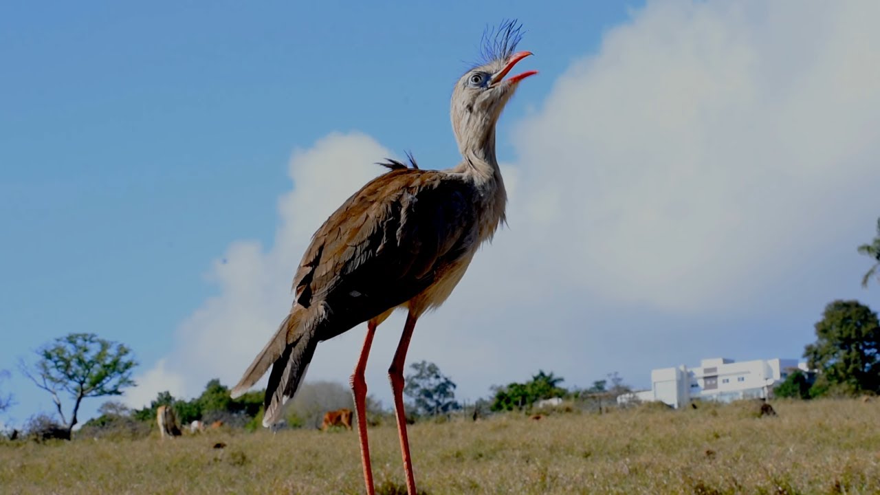Seriema dando um verdadeiro  show de canto  na natureza coisa linda