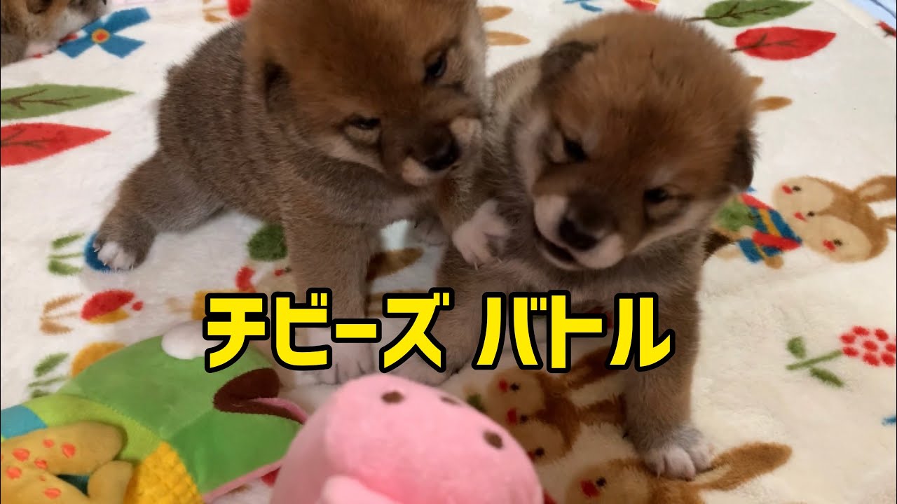 柴犬子犬チビーズの赤ちゃんバトルが最高に可愛くて笑っちゃう‼️