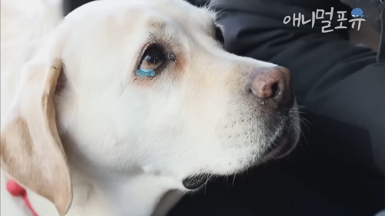 4년만에 돌아가신 주인 할아버지의 목소리를 듣게 된.. 천재견 호야의 반응😢 | KBS 동물극장 단짝 230225 방송