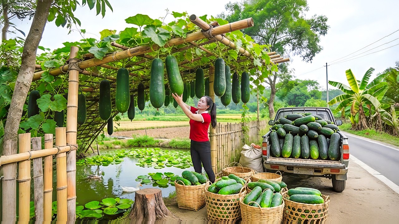 Harvest Many Gourds From Villager, Use Trucks Transport Go To Market Sell | Farm Farm TV