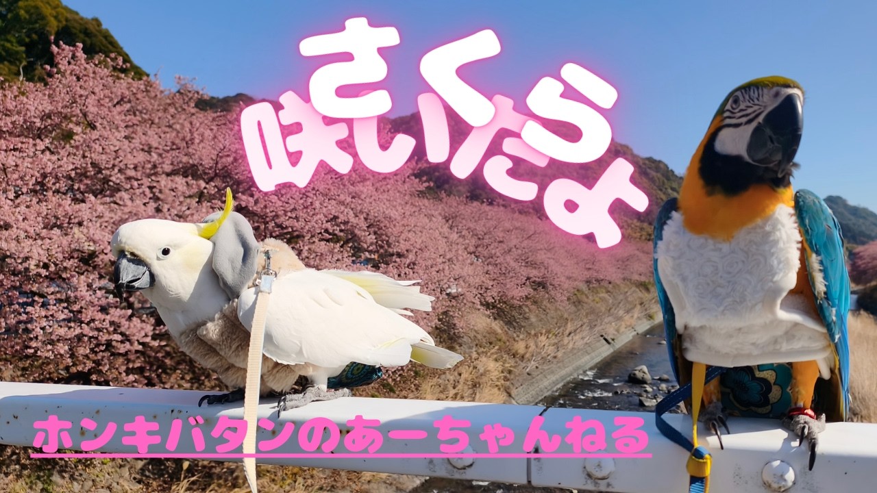今年も桜が咲いたよ！ #birds #Cockatoo #pets #parrot #インコ #オウム  #動物  #sulphurcrestedcockatoo