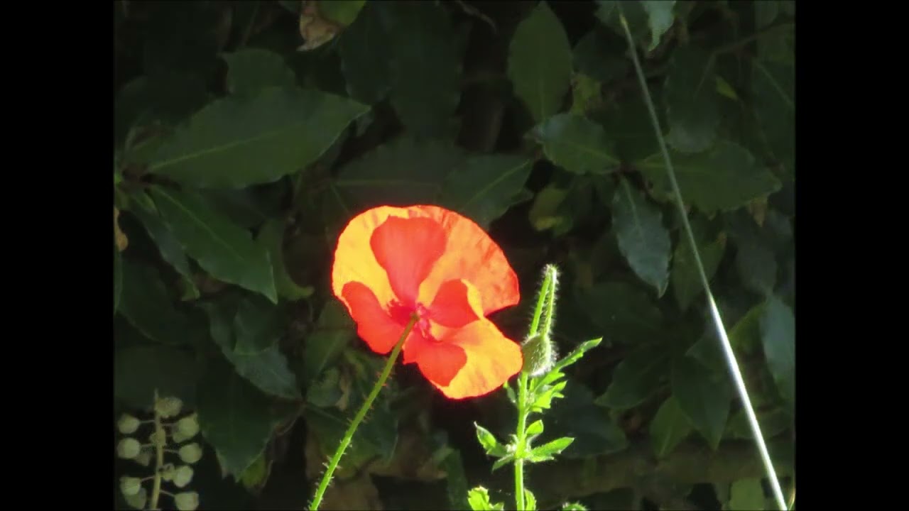 La nature, les monuments la faune et la flore autour de Clermont-de-l'Oise et Breuil-Le-Vert