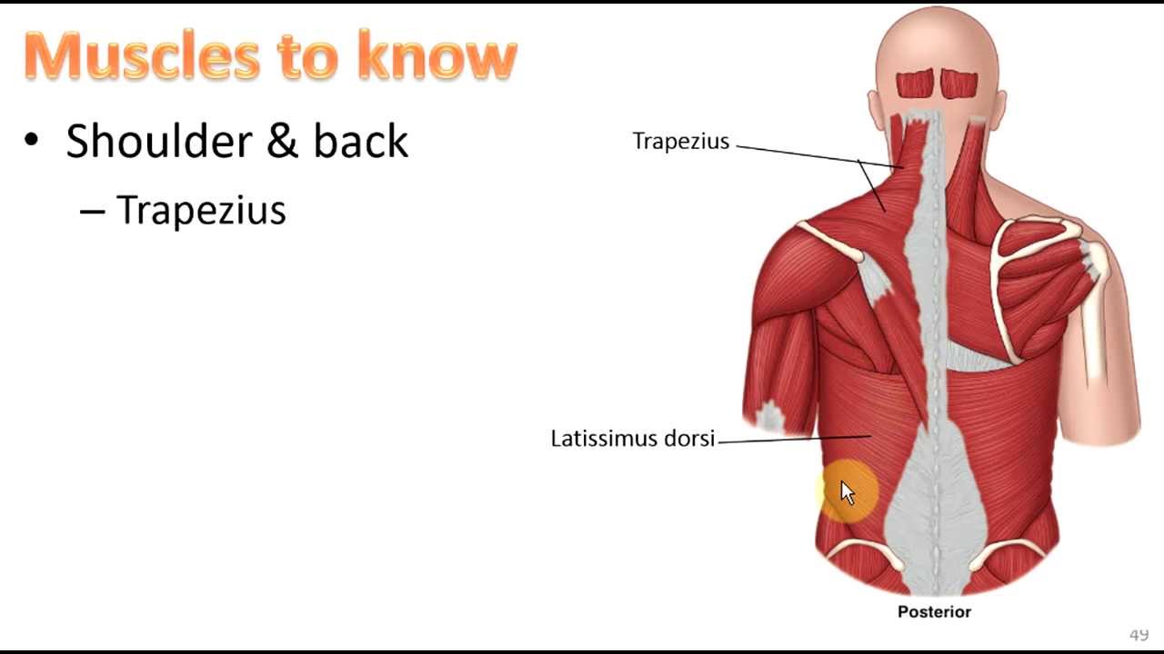 Anatomy Ch 9 - Muscular System