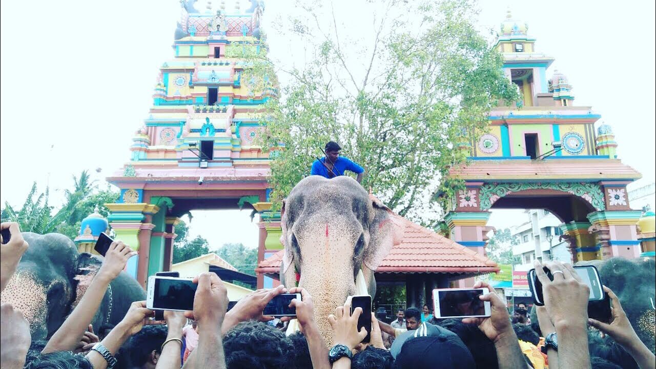 രാമ രാജാവിന്റെ  ഇടിവെട്ട് എൻട്രി- Thechikottukavu Raman @ Ochira Parabrama Temple