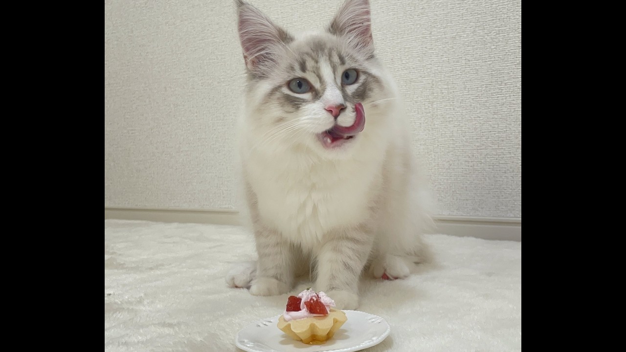 【祝】おふぃおさまハーフバースデー